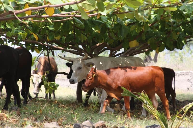 sao tome